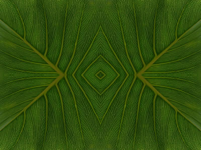 Wandbilder Poster - Blatt