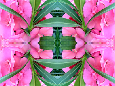 Wandbilder Poster - Blumen