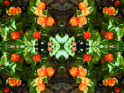 Wandbilder Poster - Blumen