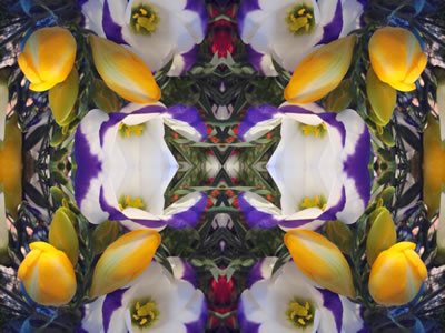 Wandbilder Poster - Blumen
