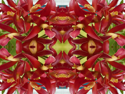 Wandbilder Poster - Blumen