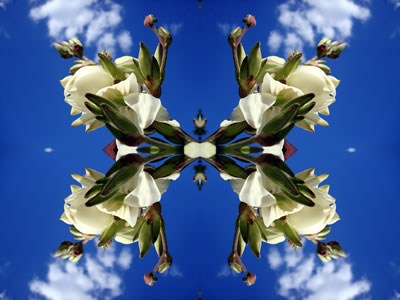 Wandbilder Poster - Blumen