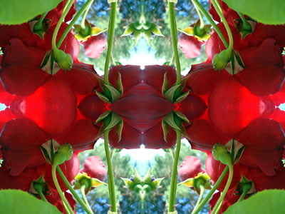 Wandbilder Poster - Blumen