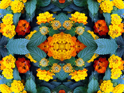 Wandbilder Poster - Blumen