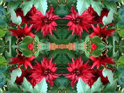 Wandbilder Poster - Blumen