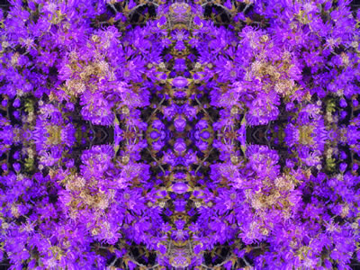 Wandbilder Poster - Blumen