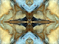 Dream Art Picture Poster Natur Baum Wandbilder