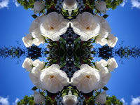 Dream Art Picture Poster Natur Blumen Pflanzen Wandbilder