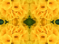Dream Art Picture Poster Natur Blumen Wandbilder