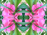 Dream Art Picture Poster Natur Blumen Wandbilder