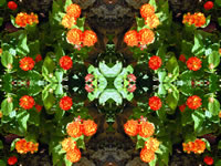 Dream Art Picture Poster Natur Blumen Wandbilder