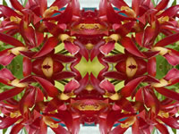 Dream Art Picture Poster Natur Blumen Wandbilder