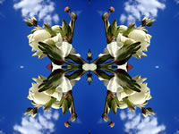Dream Art Picture Poster Natur Blumen Wandbilder