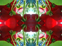 Dream Art Picture Poster Natur Blumen Wandbilder
