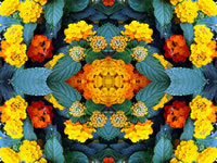 Dream Art Picture Poster Natur Blumen Wandbilder