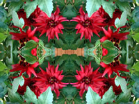 Dream Art Picture Poster Natur Blumen Wandbilder