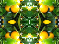 Dream Art Picture Poster Natur Obst Wandbilder
