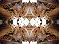 Dream Art Picture Poster Natur Palmen Wandbilder