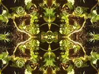 Dream Art Picture Poster Natur Pflanzen Wandbilder