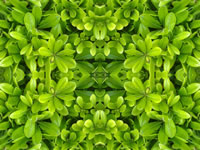 Dream Art Picture Poster Natur Pflanzen Wandbilder