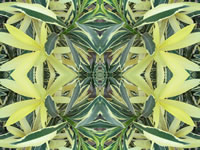 Dream Art Picture Poster Natur Pflanzen Wandbilder