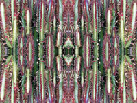 Dream Art Picture Poster Natur Pflanzen Wandbilder