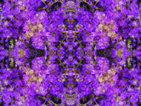 Dream Art Picture Poster Natur Pflanzen Wandbilder