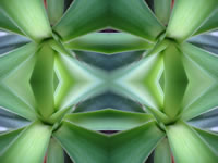 Dream Art Picture Poster Natur Pflanzen Wandbilder