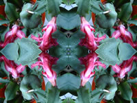 Dream Art Picture Poster Natur Blumen Wandbilder
