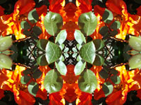 Dream Art Picture Poster Natur Pflanzen Wandbilder