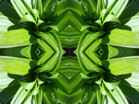 Dream Art Picture Poster Natur Pflanzen Wandbilder