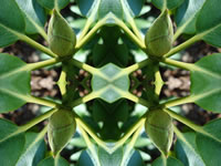 Dream Art Picture Poster Natur Pflanzen Wandbilder