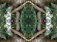 Dream Art Picture Poster Natur Pflanzen Wandbilder