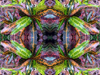 Dream Art Picture Poster Natur Pflanzen Wandbilder