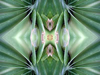 Dream Art Picture Poster Natur Pflanzen Wandbilder