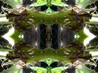 Dream Art Picture Poster Natur Pflanzen Wandbilder