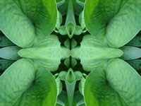 Dream Art Picture Poster Natur Pflanzen Wandbilder