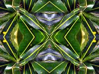Dream Art Picture Poster Natur Pflanzen Wandbilder