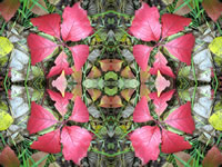 Dream Art Picture Poster Natur Pflanzen Wandbilder