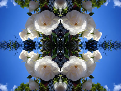 poster nature - flowers