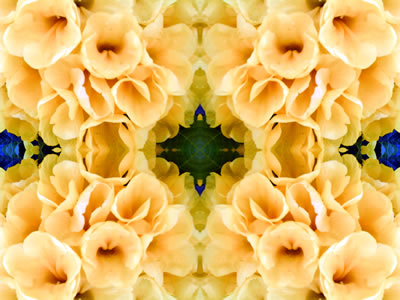poster nature - flowers