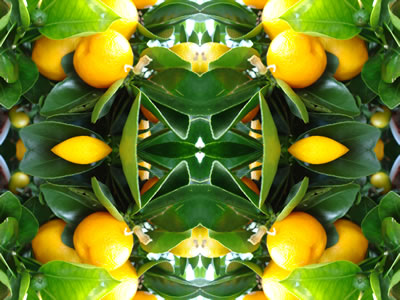 poster nature - fruit