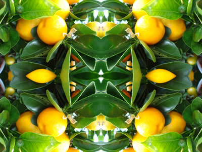 poster nature - fruit