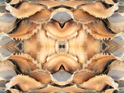 poster nature - palms