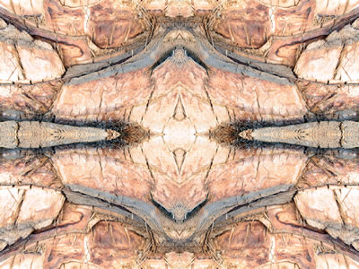 poster nature - palms