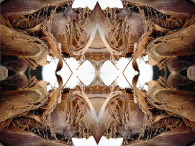 poster nature - palms