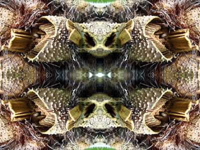 poster nature - palms