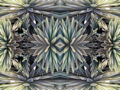 poster nature - plants