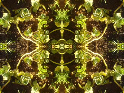 poster nature - plants