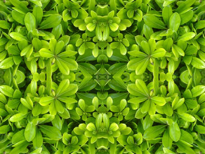 poster nature - plants